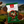 Load image into Gallery viewer, Premium Special Hotel Blend (80:20)- The Professional Benchmark
