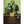 Load image into Gallery viewer, Cothas - Coffees of India - Coorg | Single Origin 100% Robusta - Where Cherry Meets Chocolate
