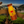 Load image into Gallery viewer, Classic Cold Coffee 150 ML
