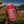 Load image into Gallery viewer, Strawberry Milkshake Tin 180 ML (Pack of 3)
